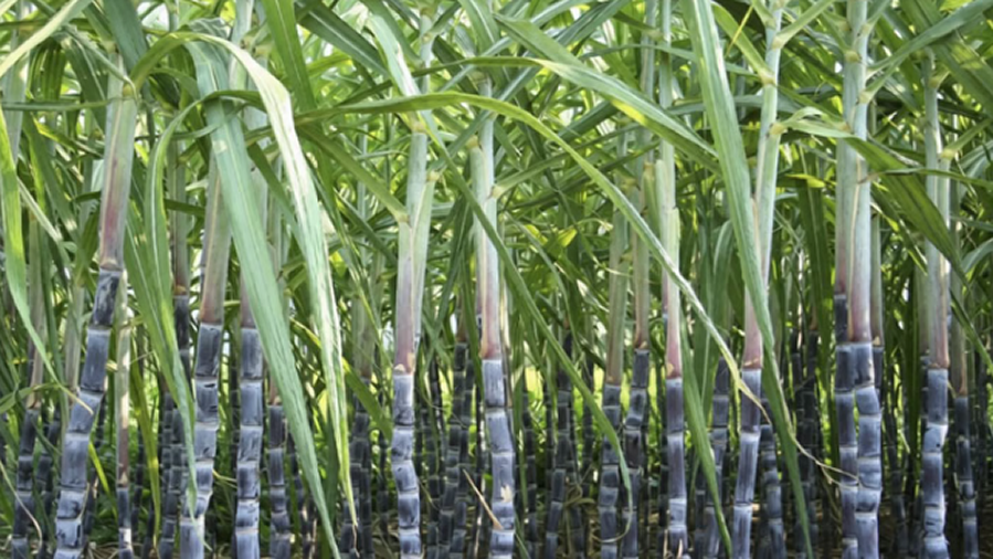 गन्ने की बुवाई का नया तरीका! इस तकनीक से होगी लाखों की कमाई, किसान होंगे मालामाल